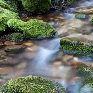 Clear peaceful stream with mossy rocks