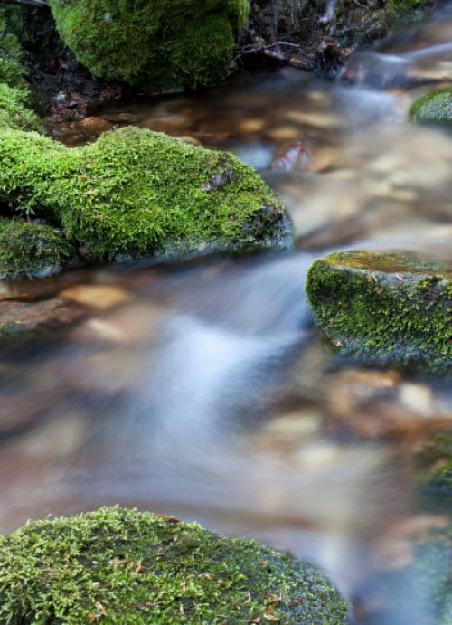 Clear peaceful stream with mossy rocks